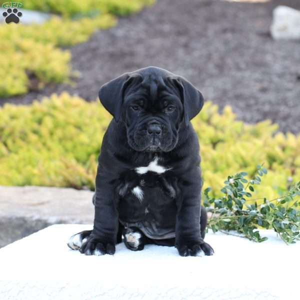 Dusty, Cane Corso Puppy